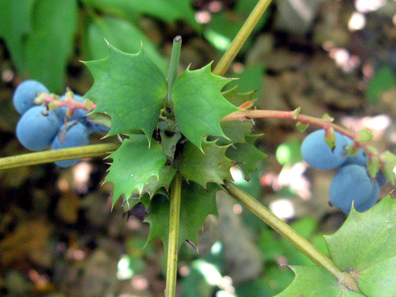 Berberis japonica