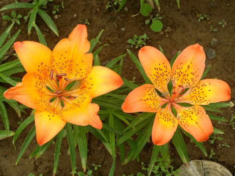 エゾスカシユリ Lilium Pensyvanicum かぎけん花図鑑