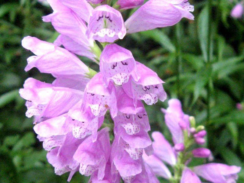 Physostegia virginiana