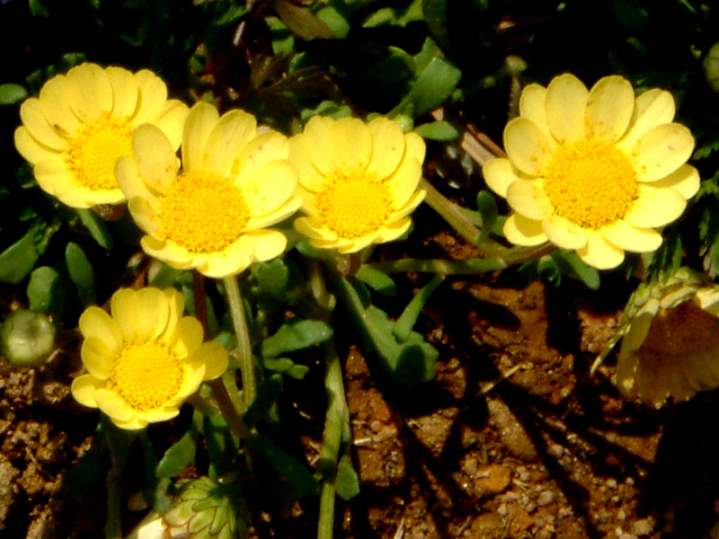 Corn marigold