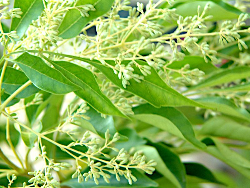 シマトネリコ Fraxinus Griffithii かぎけん花図鑑