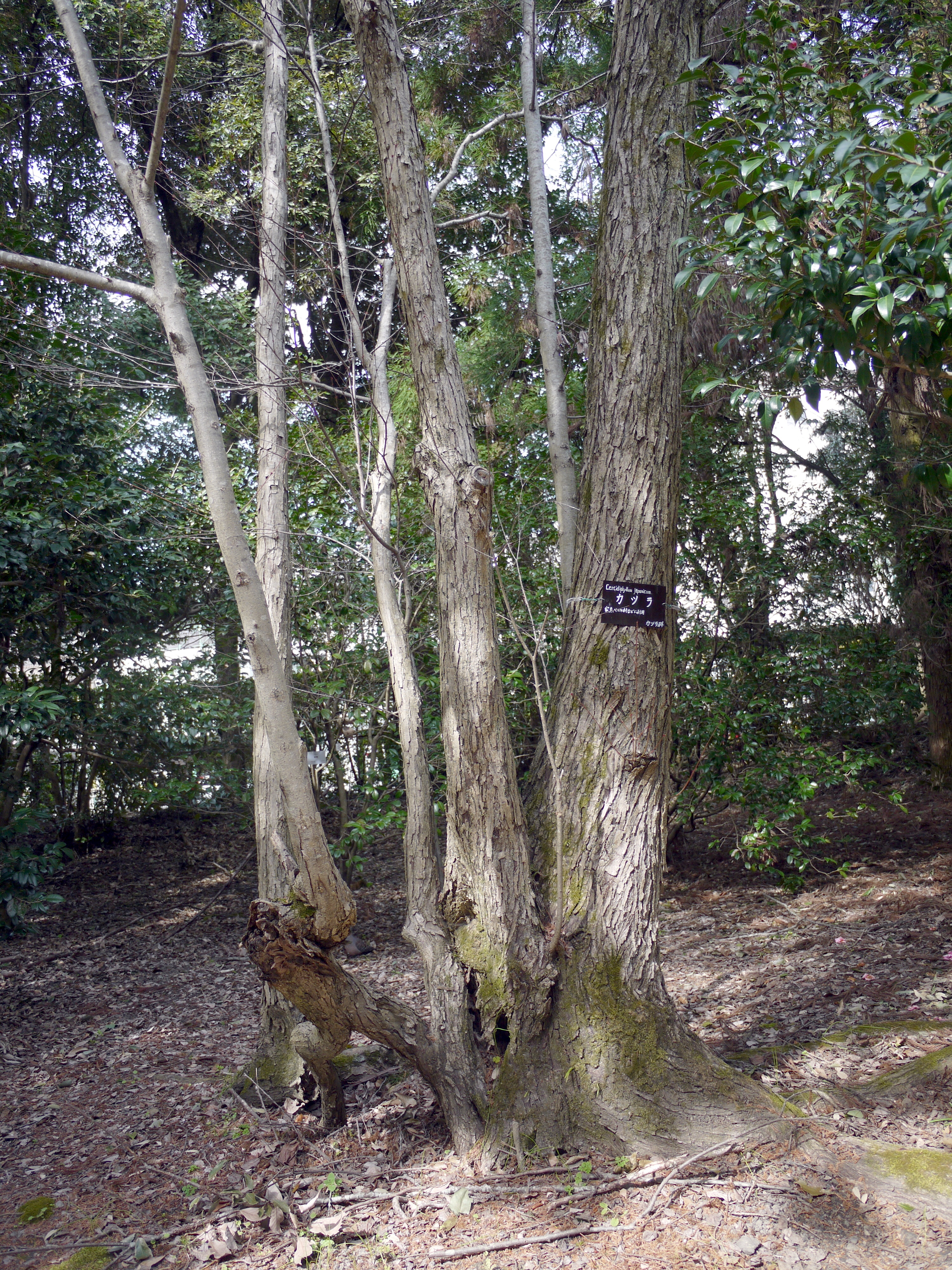 Cercidiphyllum japonicum