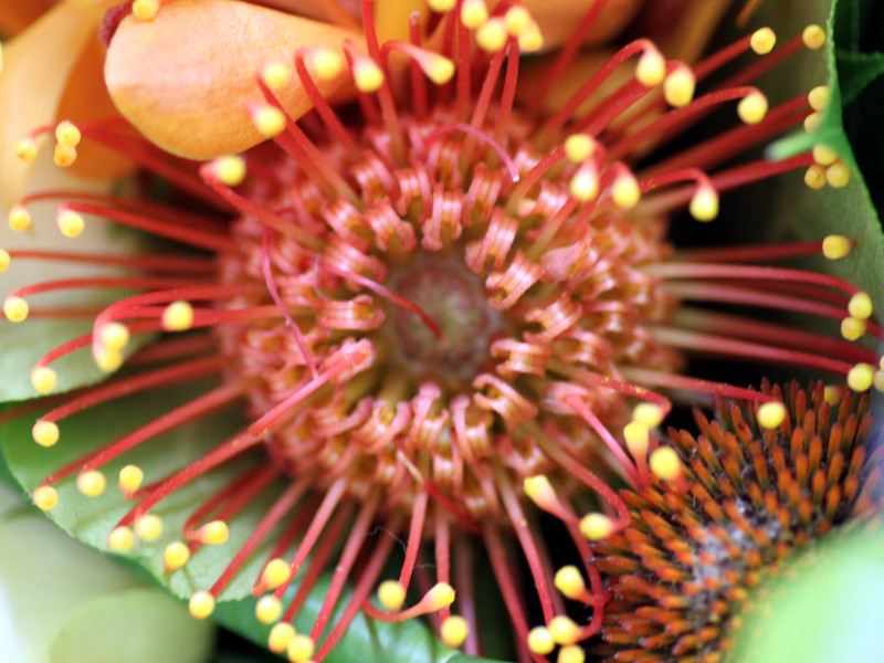 ピンクッション Leucospermum Spp かぎけん花図鑑