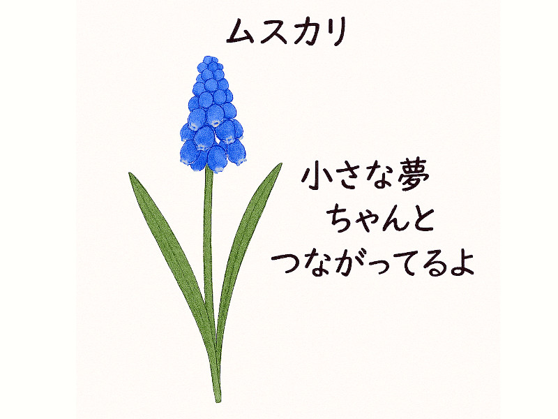 ムスカリ