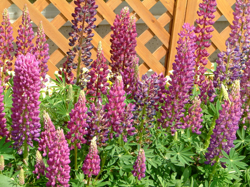 Garden lupin