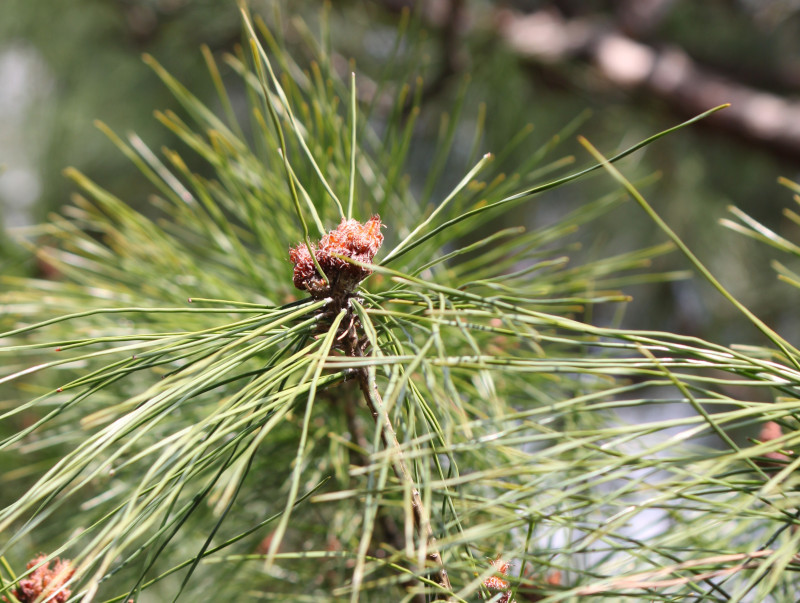 Japanese red Pine