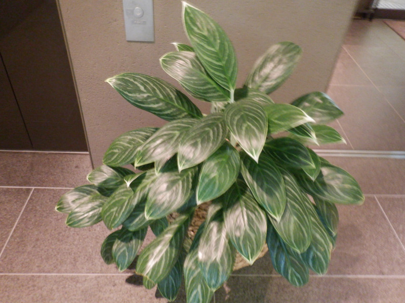 Aglaonema ‘Curtisii’