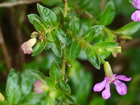 细叶雪茄花