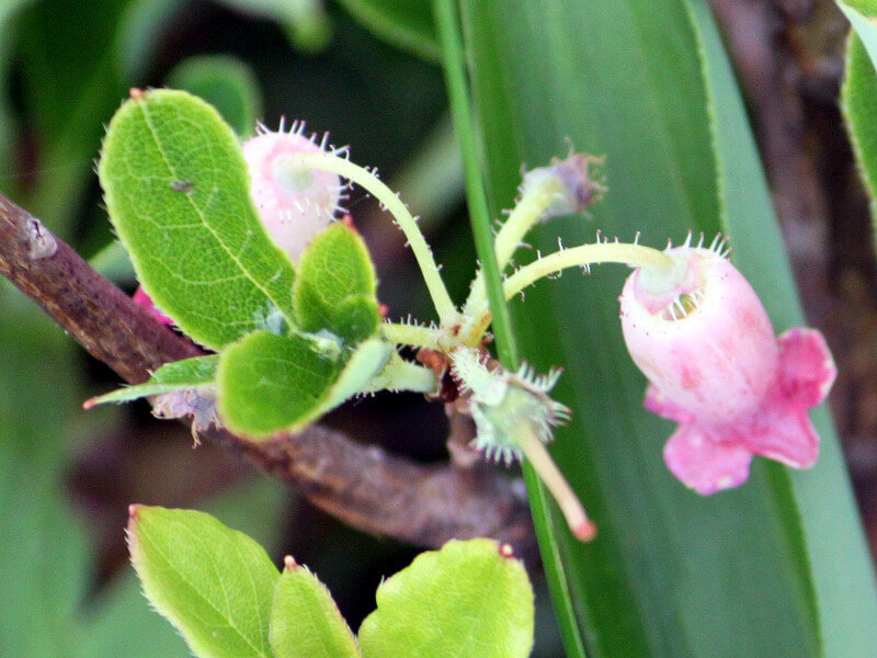 Menziesia multiflora