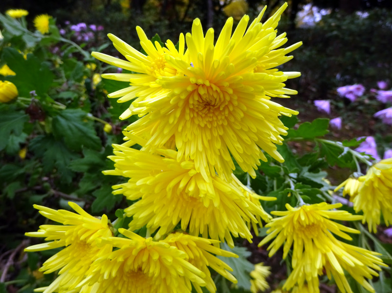 Chrysanthemum 'Enmeiraku'