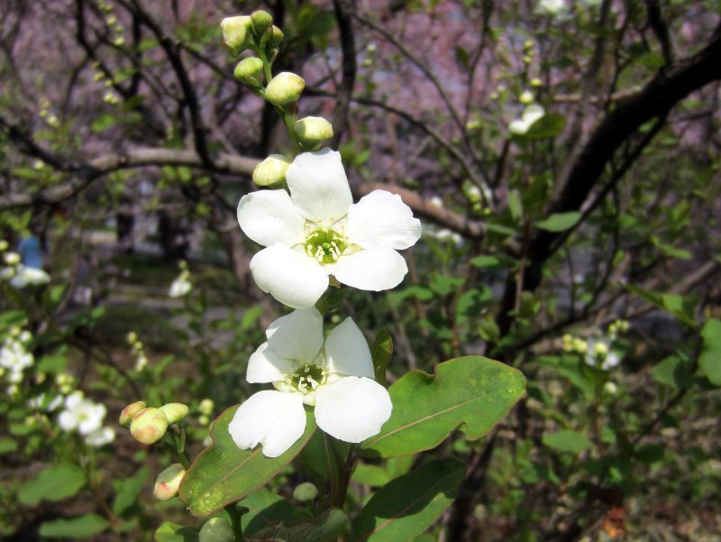 pearlbush,  common pearlbush