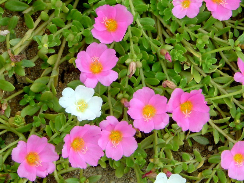 Portulaca grandiflora