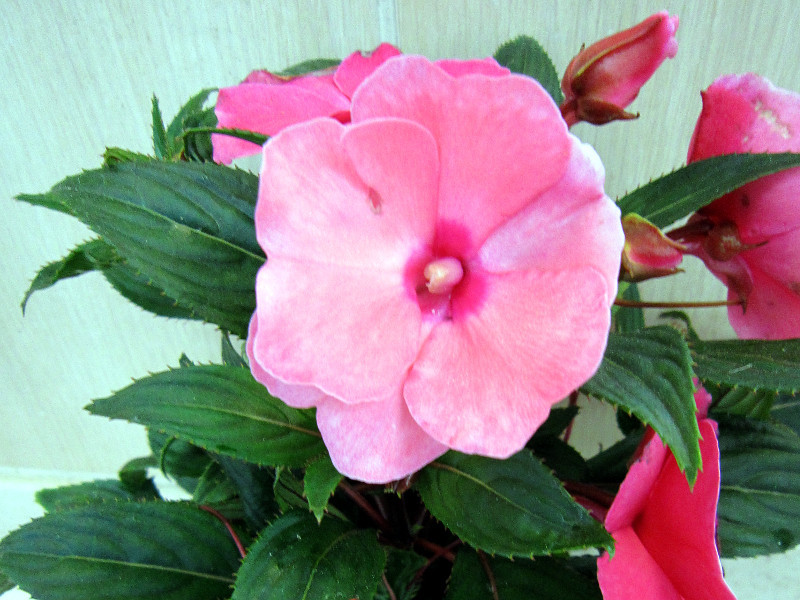 New Guinea impatiens