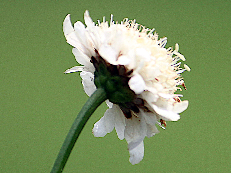 Cephalaria alpina