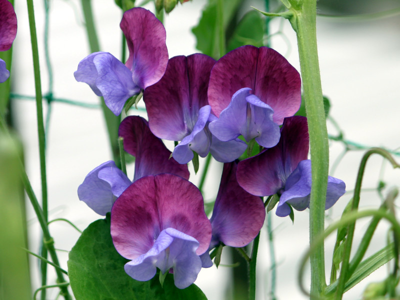 スイートピー | Lathyrus odoratus | かぎけん花図鑑