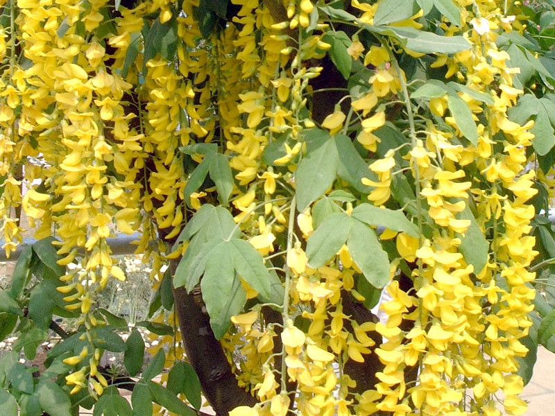 キングサリ Laburnum Anagyroides かぎけん花図鑑