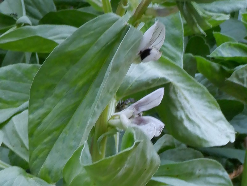 ソラマメ Vicia Faba かぎけん花図鑑