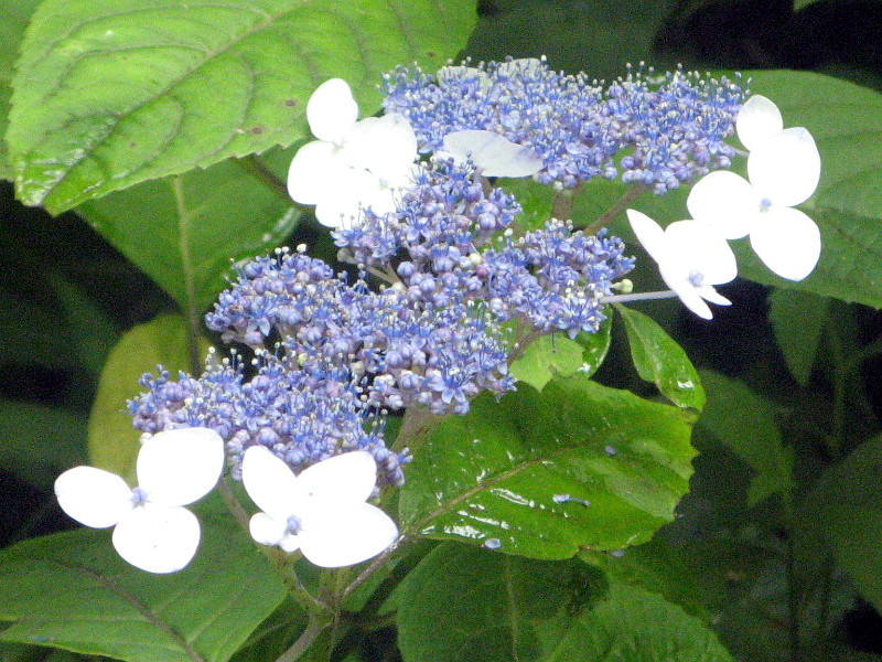 山绣球花 Hydrangea Serrata 科技研花图画书