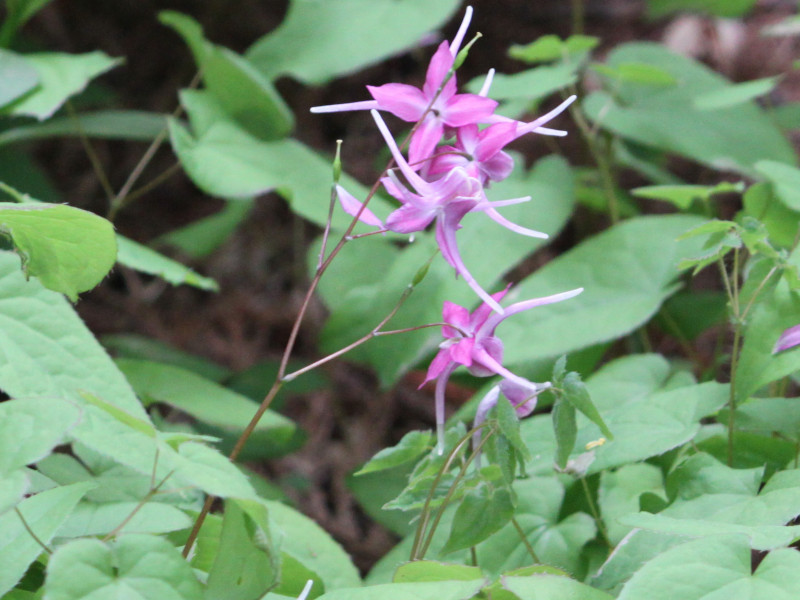 イカリソウ Epimedium Grandiflorum かぎけん花図鑑