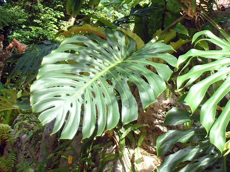 Monstera