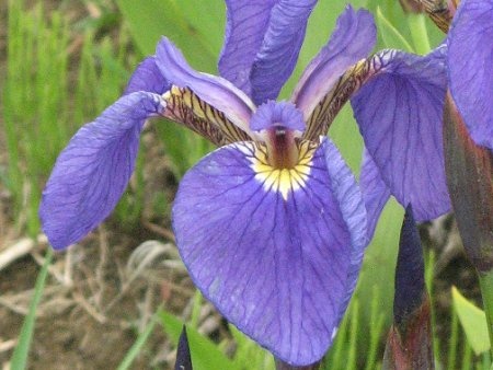 Arctic Iris