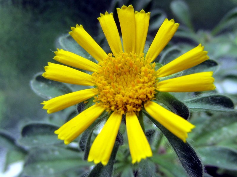 ゴールドコイン Pallenis Maritima かぎけん花図鑑