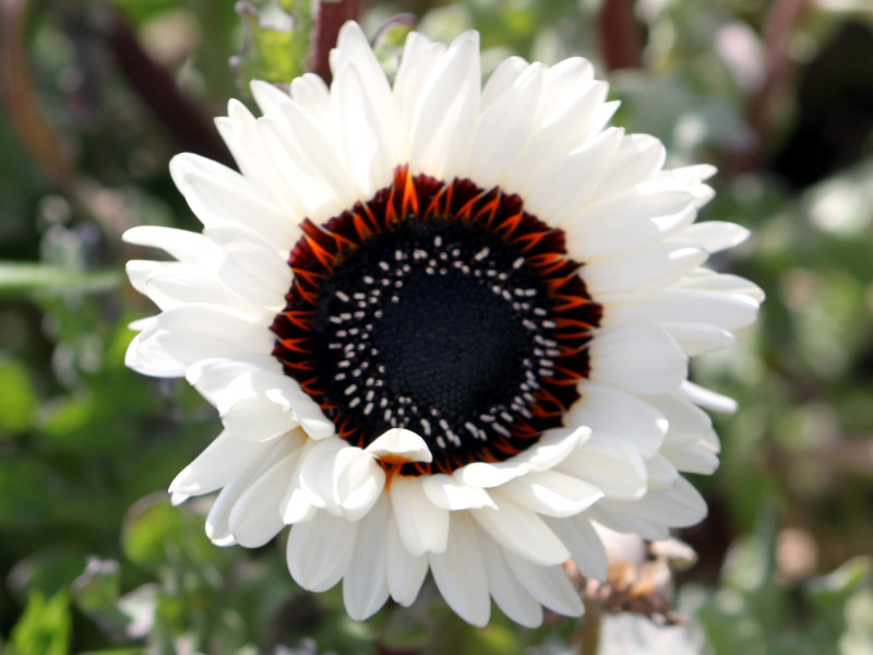 南房総の花6 カンザキジャノメギク（寒咲き蛇の目菊）