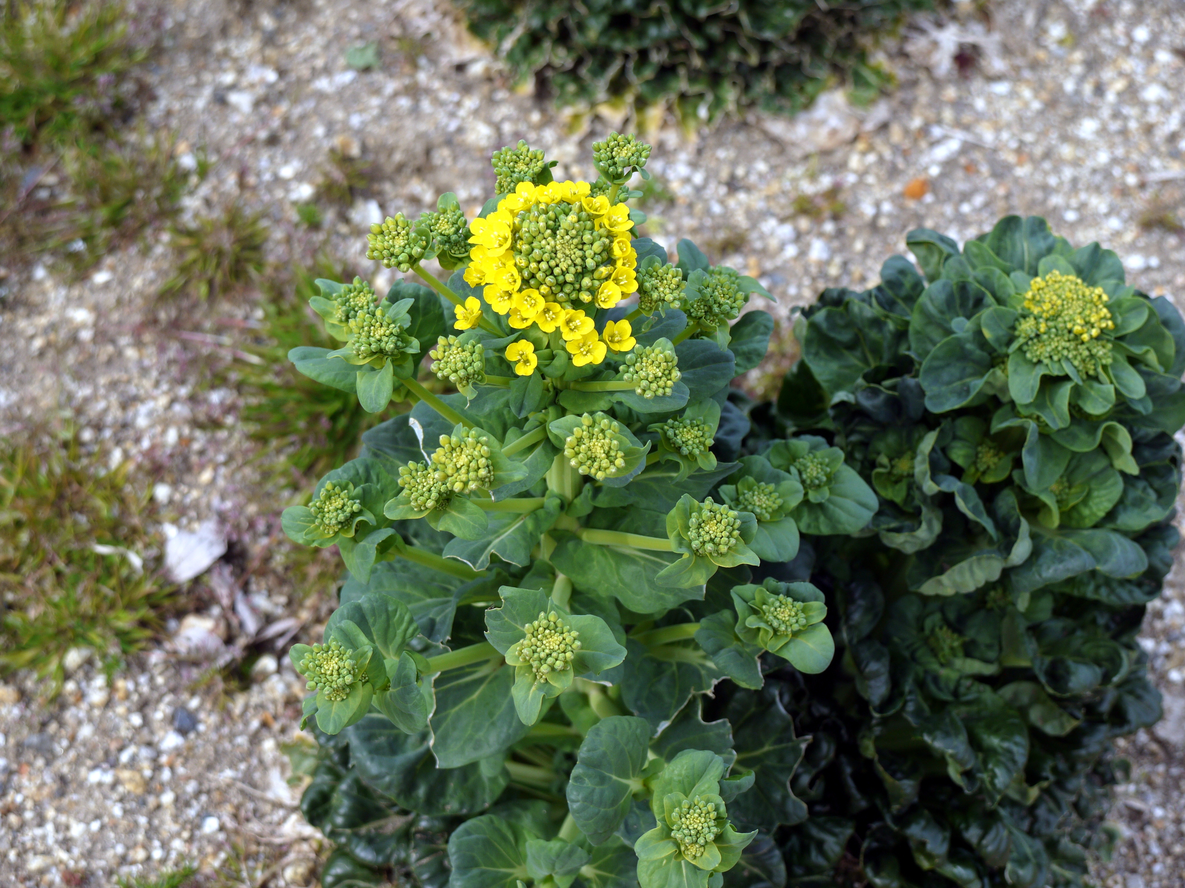 Brassica narinosa