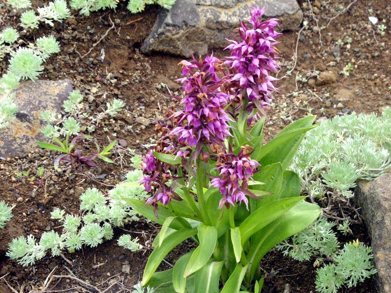 Dactylorhiza Aristata