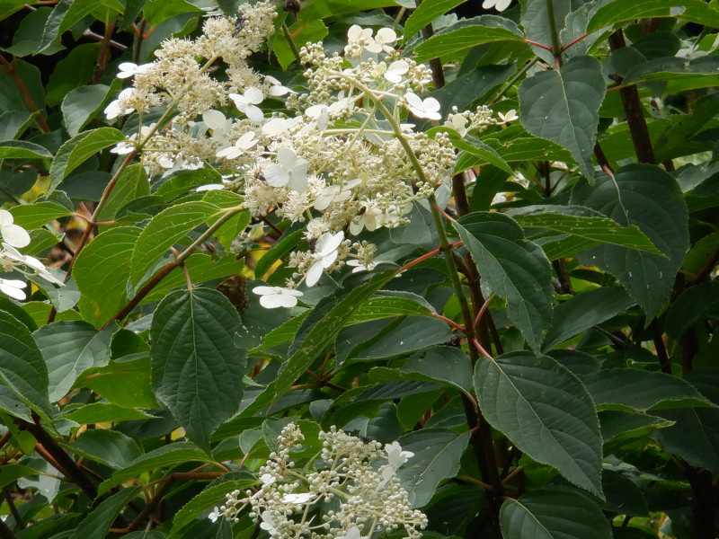 Hydrangea paniculata 