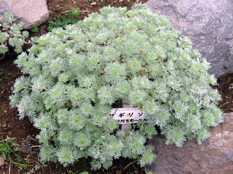 アサギリソウ Artemisia Schmidtiana かぎけん花図鑑