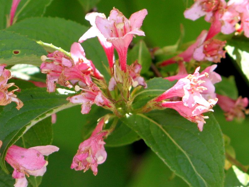 Weigela hortensis