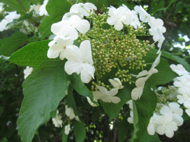 Viburnum sargentii