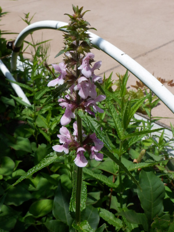 Stachys aspera var. hispidula