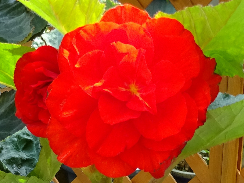  Begonia tuberhybrida