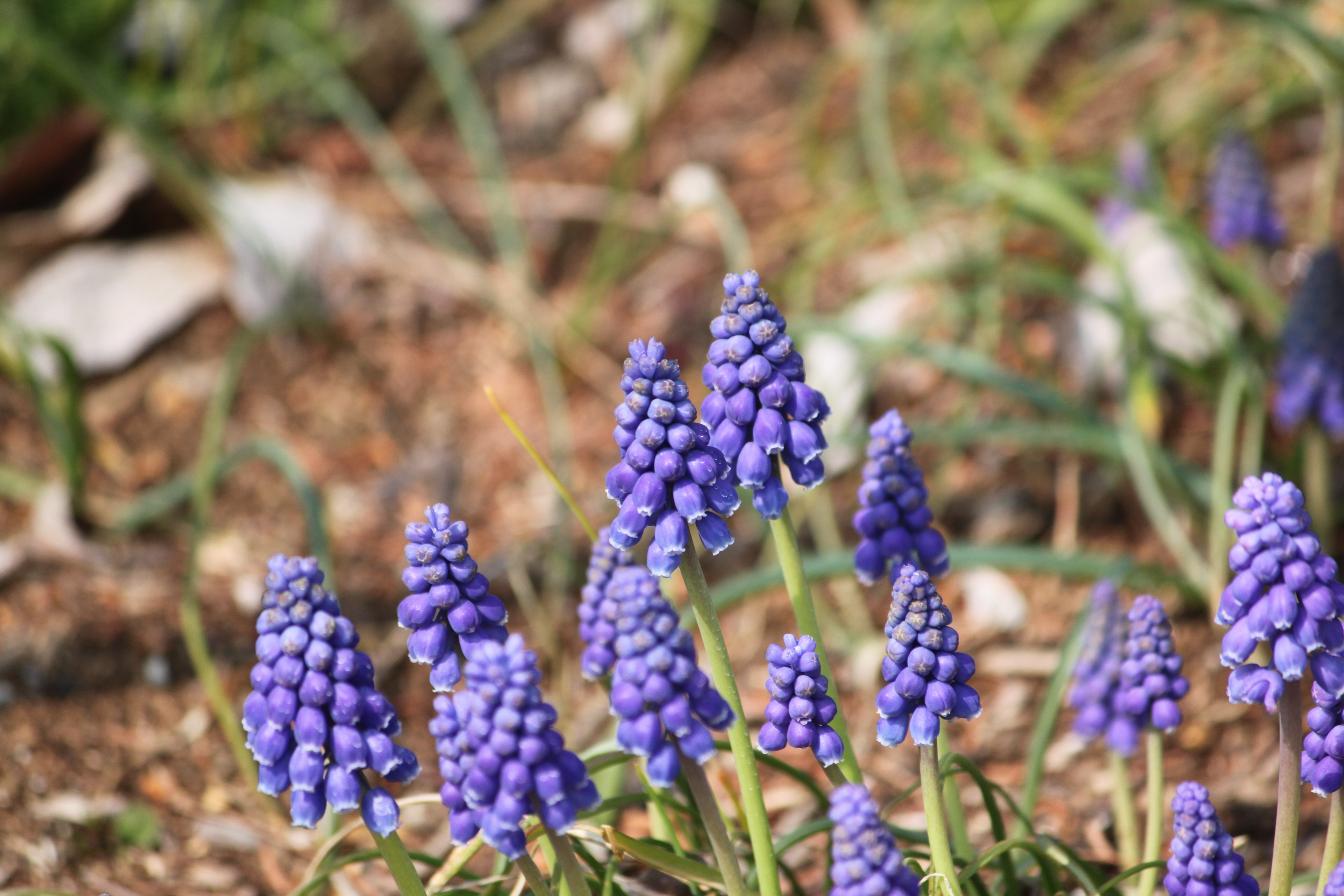 Muscari