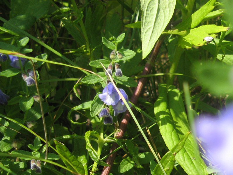 Scutellaria strigillosa