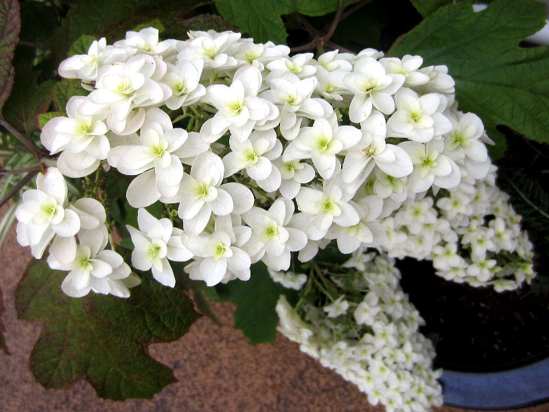 カシワバアジサイ Hydrangea Quereifolia Snow Flake かぎけん花図鑑