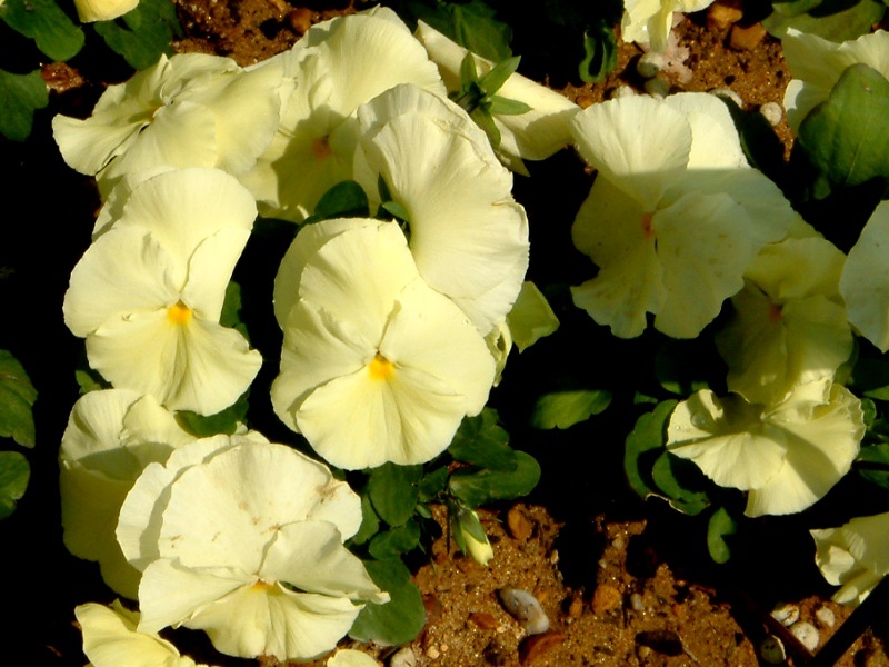 Viola 'Delta Pure Primrose'