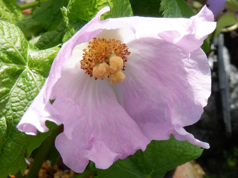 Glaucidium palmatum