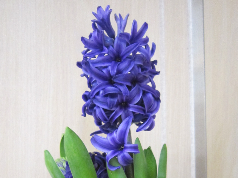 12月に咲く青い花11種