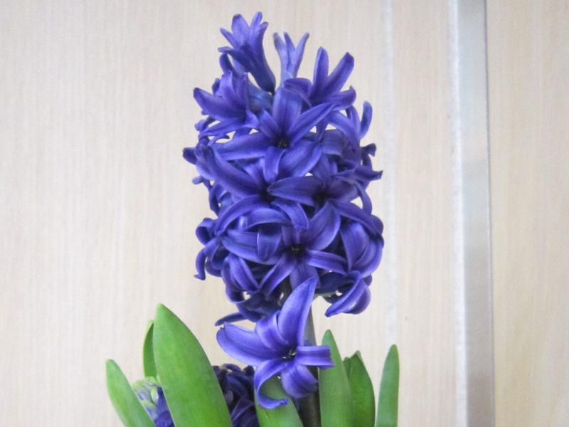 ヒアシンス Hyacinthus Orientalis かぎけん花図鑑