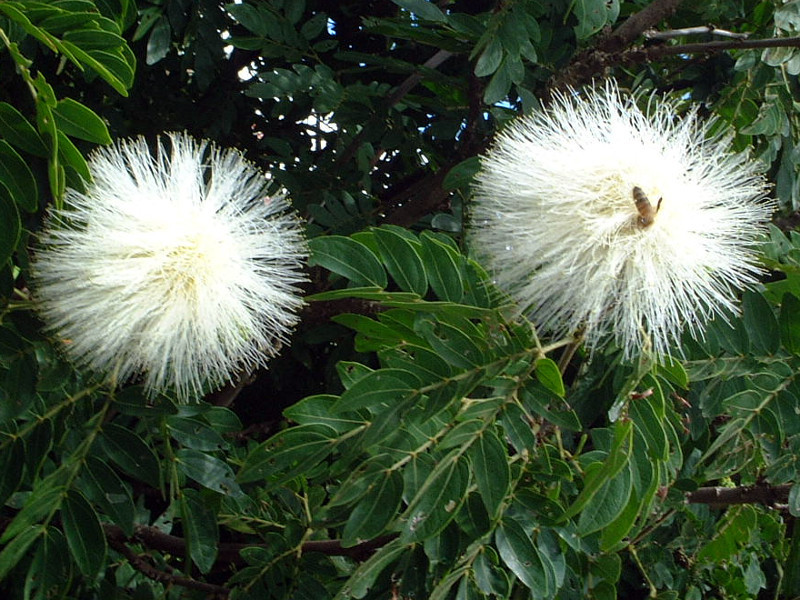 白缨花