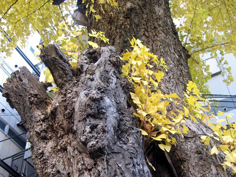 イチョウ Ginkgo Biloba かぎけん花図鑑