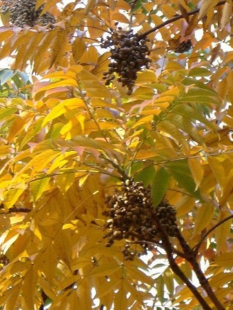 Amur cork tree