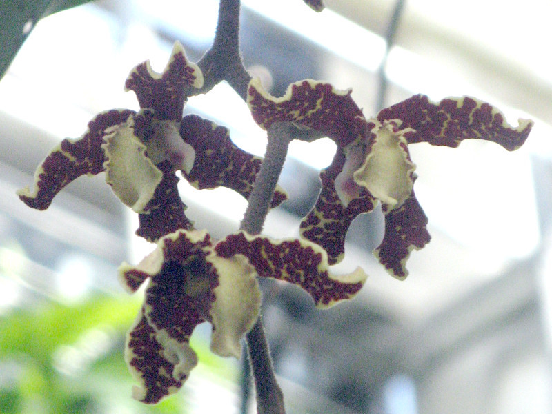 Dimorphorchis lowii