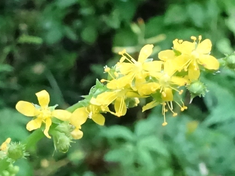 キンミズヒキ Agrimonia Pilosa Var Japonica かぎけん花図鑑