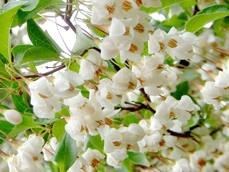  Styrax japonic