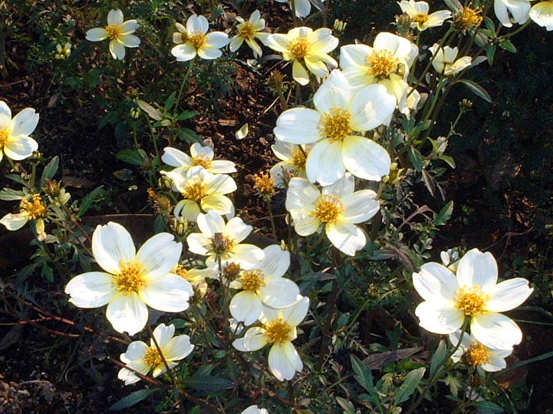 ウィンターコスモス Bidens Laevis かぎけん花図鑑