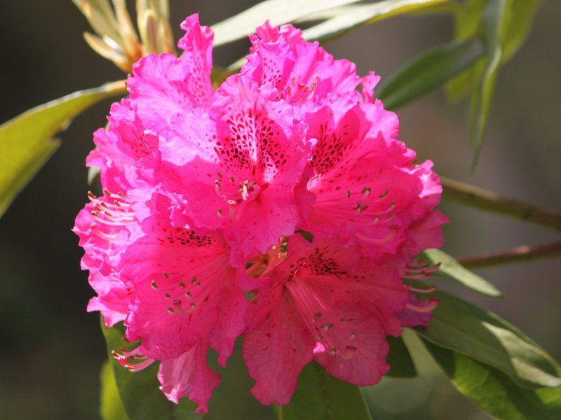 Rhododendron